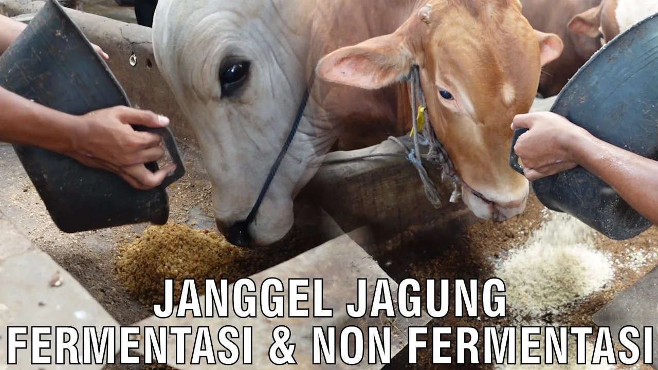 
                                 Janggel-Jagung-Fermentasi-&-Non-Fermentasi